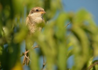 Tuhyk obecny - Lanius collurio - Red-backed Shrike 8769